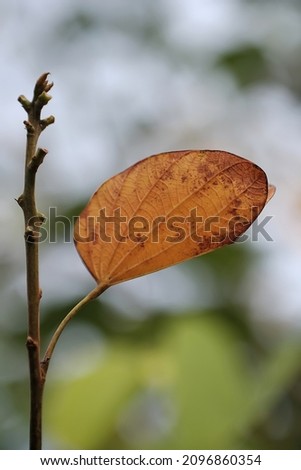 Leaf texture with beautiful motifs