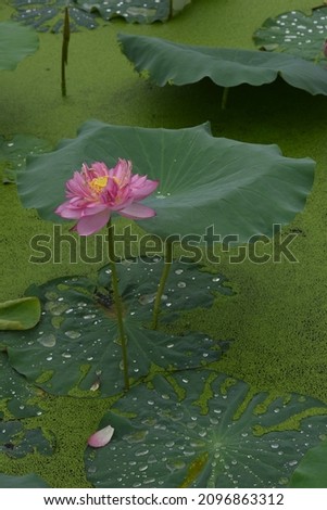 Picture of a blooming Indian lotus flower on a lotus pond 