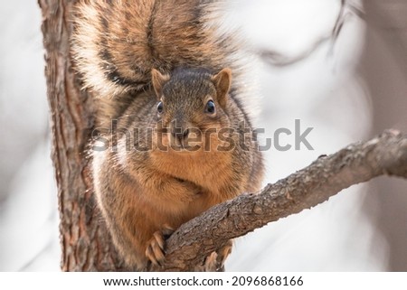 brown fox squirrel sitting on a branch alone