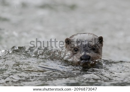 Eurasian otter (Lutra lutra). Bieszczady Mountains, the Carpathians, Poland.