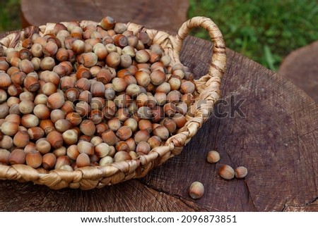 Wicker basket with freshly picked hazelnuts in an orchard, close-up
