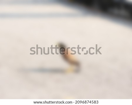 a brown bird with a gray blur used as a background