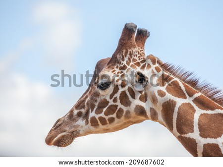 Giraffe head close up shot