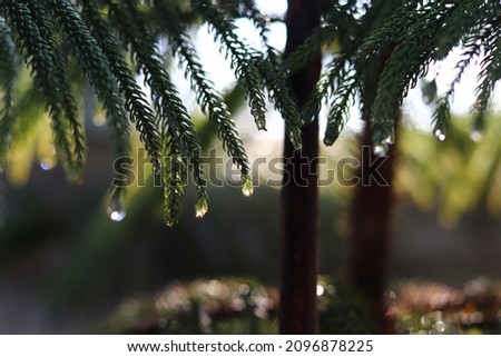Pine leaves with water droplets after the rain An image for making a background.
