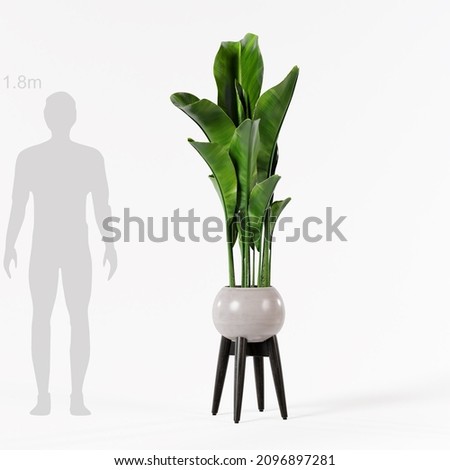 Decorative banana tree planter in black ceramic pot isolated on white background, wooden stand. Royalty-Free Stock Photo #2096897281