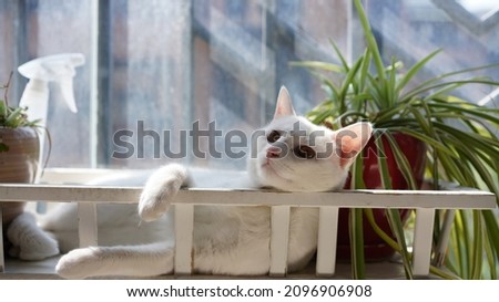 One cute white cat playing in the home with the round eyes