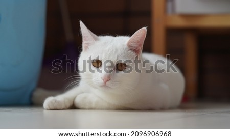 One cute white cat playing in the home with the round eyes
