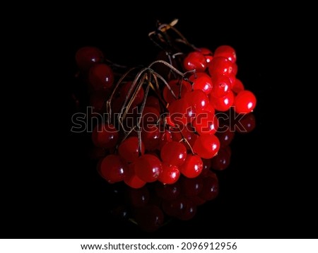 A branch with red viburnum berries in the dark on a black background. Herbal treatment. Herbal tea. A branch with viburnum berries. Alternative treatment. Vitamin collection. Black background.