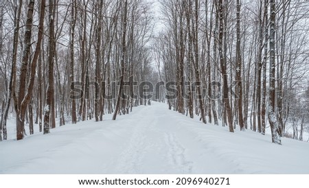 Panoramic view of empty alley in a snow-covered winter forest. Winter natural background.