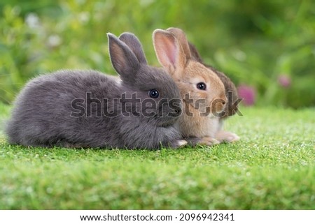 Group of cuddly furry rabbit bunny sitting and lying down together on green grass natural background. Baby fluffy rabbit black, brown bunny family sitting on field. Easter newborn bunny family concept Royalty-Free Stock Photo #2096942341