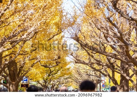 lined-up yellow ginkgo trees on the street of aoyama in tokyo