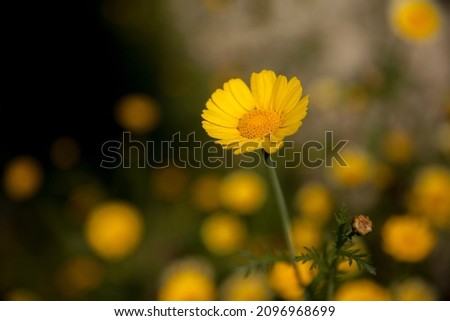 Beuatiful isolated flower with greean and yeallow background