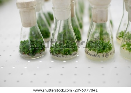 Micro propagation in aseptic enviroment. Royalty-Free Stock Photo #2096979841