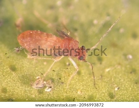 Booklice (barklice or barkfly) (Paraneoptera: Psocodea). Nymph on an orange tree green leaf