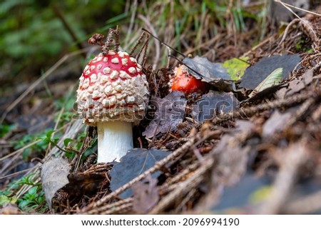 Two small red toadstools pushing through forest floor