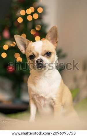 Curious lucky chihuahua in Christmass time