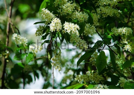 blooming white flowers on a branch on a sunny day on a green background. High quality photo