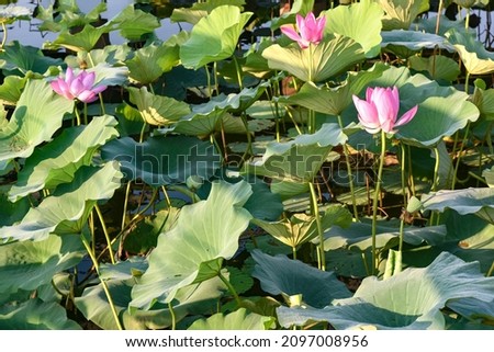 In summer, the lotus pond in the city park and the scenery of the city skyline 