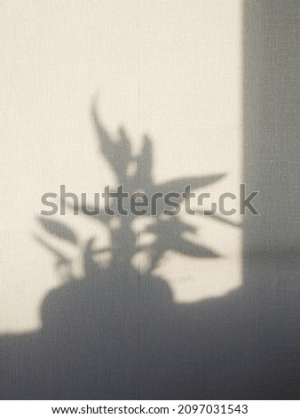 Wall with quadrangle outlined by sunlight and silhouette of plant inside it. Geometric and abstract shadows on textured surface with ornament. Vertical photo

