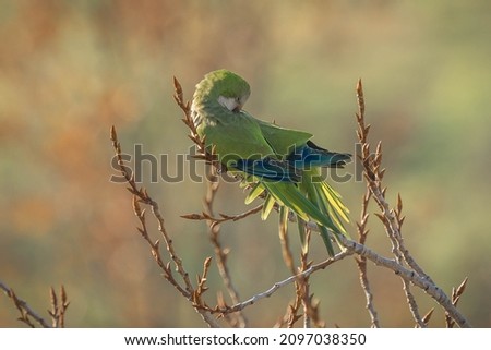 Medium-sized green parrot with feathers spread on bare branch of winter tree in Italy