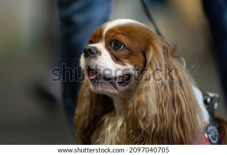 Portrait of cute cavalier spaniel dog. Royalty-Free Stock Photo #2097040705
