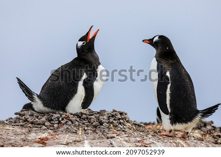 Gentoo penguin nest in Antarctica  with a breeding pair of two Antarctic gentoo penguins and one penguin calling to its mate with open beak against a blurred background