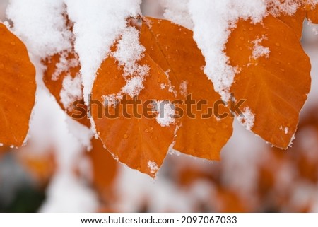 Close-up of snowy autumn leaves