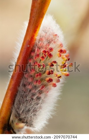 Close-up of willow catkins on the branch