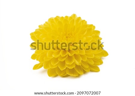Beautiful yellow daisy looking like sunflower isolated on white background. Gerbera daisy blossom.