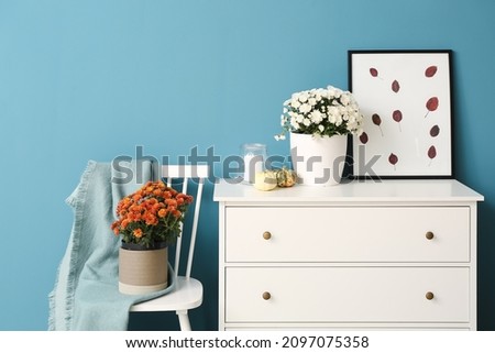 Pots with beautiful Chrysanthemum flowers with stylish chest of drawers near blue wall