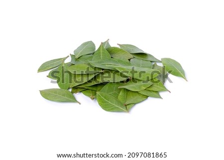 Fresh henna green leaves (Lawsonia inermis) isolated on white background.