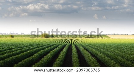 Image of rain-laden clouds arriving over a large soy plantation Royalty-Free Stock Photo #2097085765