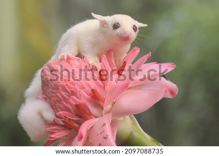 A one month old albino sugar glider baby on a wild flower. This marsupial mammal has the scientific name Petaurus breviceps.  Royalty-Free Stock Photo #2097088735