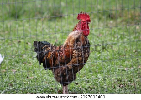 Looking through a thin, chicken wire fence at a rooster that is making its morning call. The handsome bird has a grumpy look on its face.