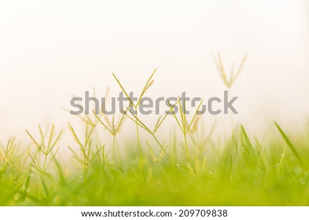dry reed background