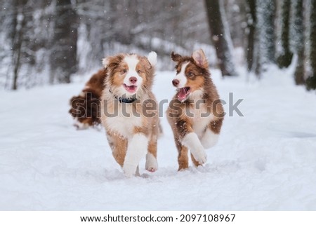Two brothers of Australian Shepherd puppy red Merle and tricolor are having fun in winter park. Aussie puppies run in snow and smile. Shepherd kennel on walk. Royalty-Free Stock Photo #2097108967