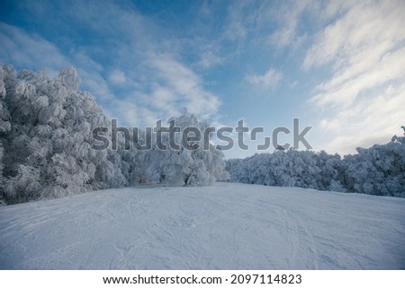 snow-covered trees in the winter forest 