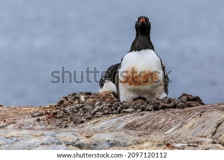 Dirty penguin on a penguin nest with a visible egg looking at camera on the cold polar Antarctic coast