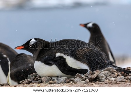 Pelagic Gentoo penguin (Pygoscelis papua) seabird laying on penguin nest in Antarctica