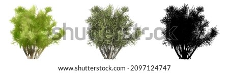 Set or collection of Olive Shrub trees, painted, natural and as a black silhouette on white background. Concept or conceptual 3d illustration for nature, ecology and conservation, strength, endurance