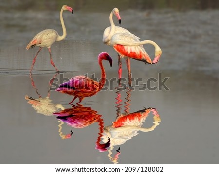 Scene at wetlands of Thane creek where flamingos roost during high tide. This scene capturing refletions in water.         