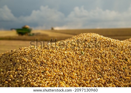 The most produced grain in the country, Brazilian soy stands out for its competitiveness on the international market.
But to stand out in oilseed production, it is necessary to have productivity  Royalty-Free Stock Photo #2097130960
