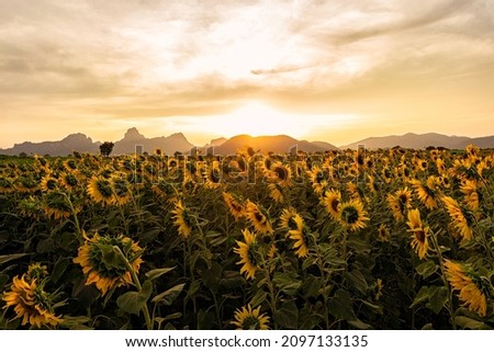 A field of sunflowers in the evening before the sun goes down behind the mountains during a beautiful period.