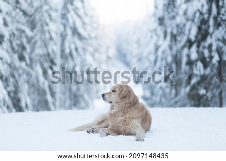A dog, a golden Retriever, lies on the snow in winter.Dog walk in winter.