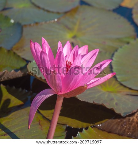 Close up pink water lily blossom in the pond in the morning