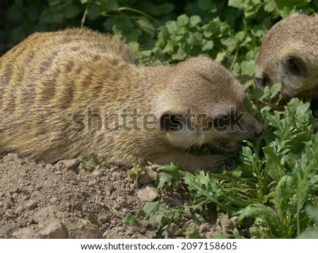 A Shallow focus of a Meerkat sitting on a wood with a blurry green background