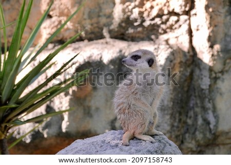 A meerkat standing on a rock, watching the distance warily. The meerkat (Suricata suricatta) or suricate is a small mongoose found in southern Africa.