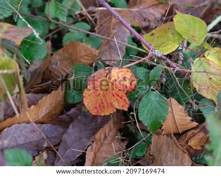 Golden green autumn colour bramble and other leaves carpet forest floor.  Winter autumn day outdoors in ancient Norsey wood woodland forest. Essex, United Kingdom, November 2021.