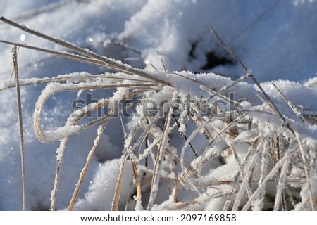 a thick layer of snow covered the meadow plants