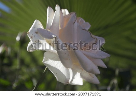 Beautiful background picture of a white rose